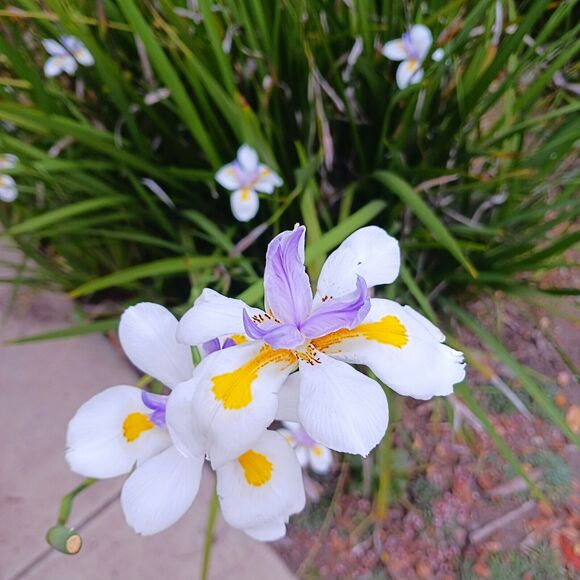 JAPANESE IRIS 10 SEEDS Dietes Iriodiodes Fortnight Lily Evergreen Grass Drought - Picture 7 of 13